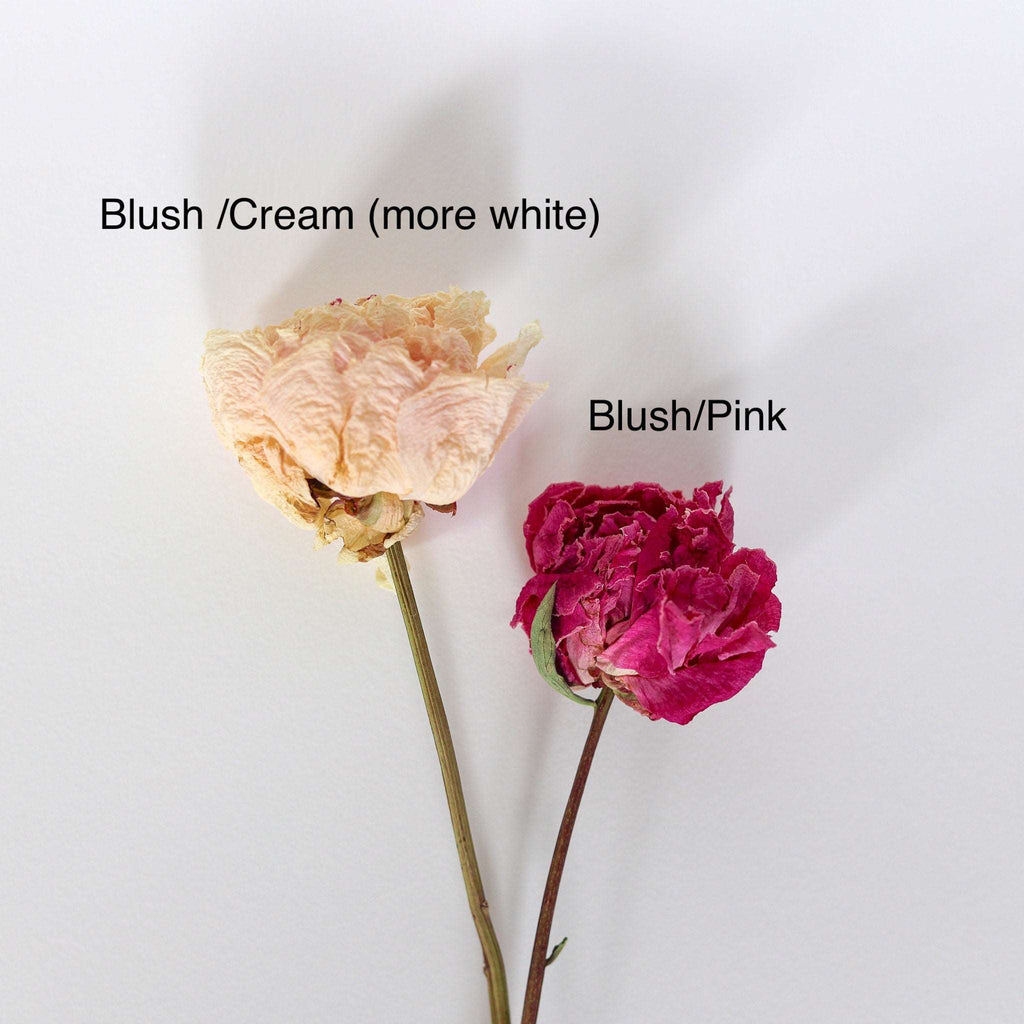 Blush Peony and Babies Breathe Dried Bridal bouquet, Dry Flower bouquet for Weddings / Rustic Boho Bridesmaid bouquet / Wildflower bouquet